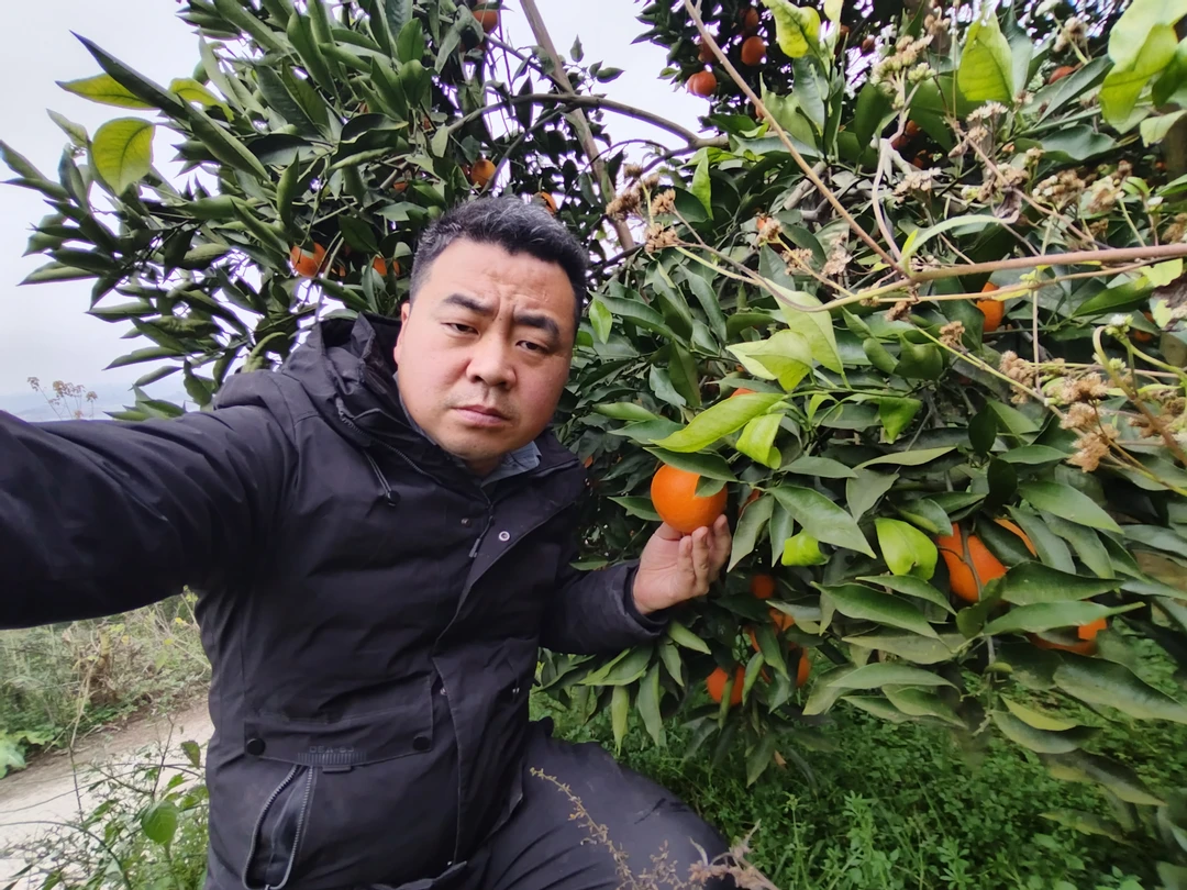 胆大包地的涛哥家长寿湖血橙10斤（礼盒装）大果70-80mm天然