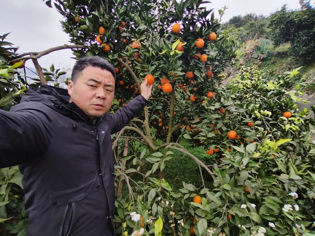 胆大包地的涛哥家长寿湖血橙20斤（礼品箱）大果70-80mm天然自然