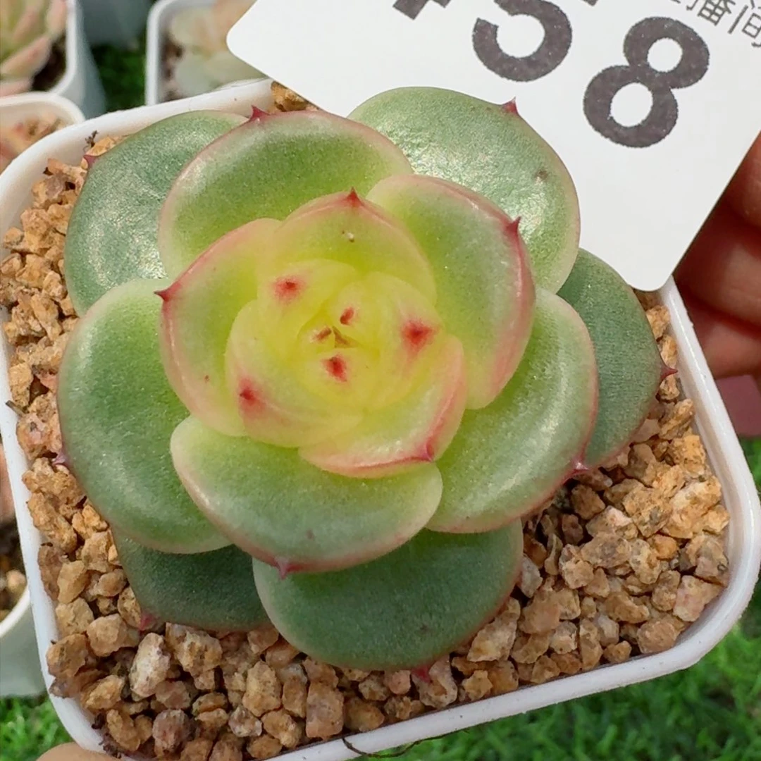 玉芷珍妮         精品多肉