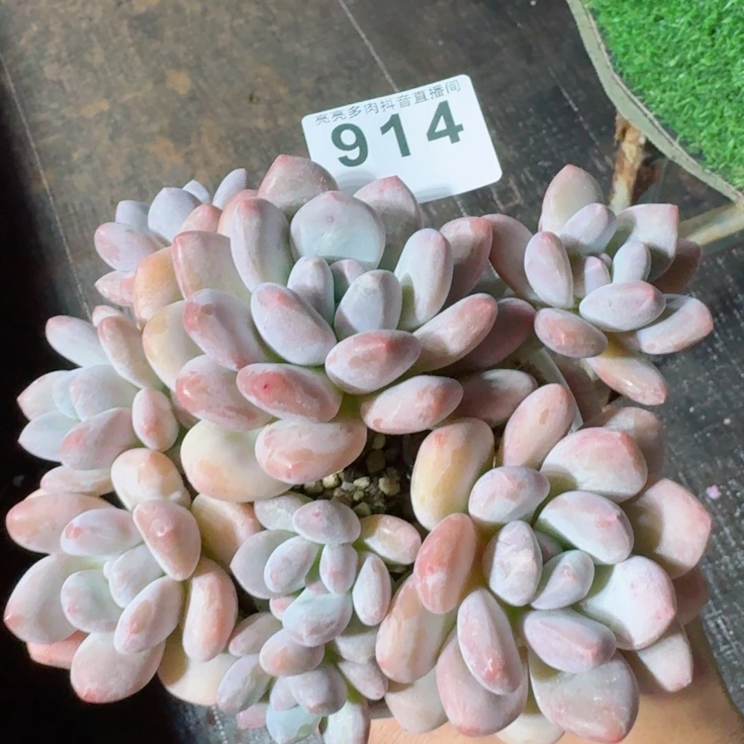 香水群生         精品多肉