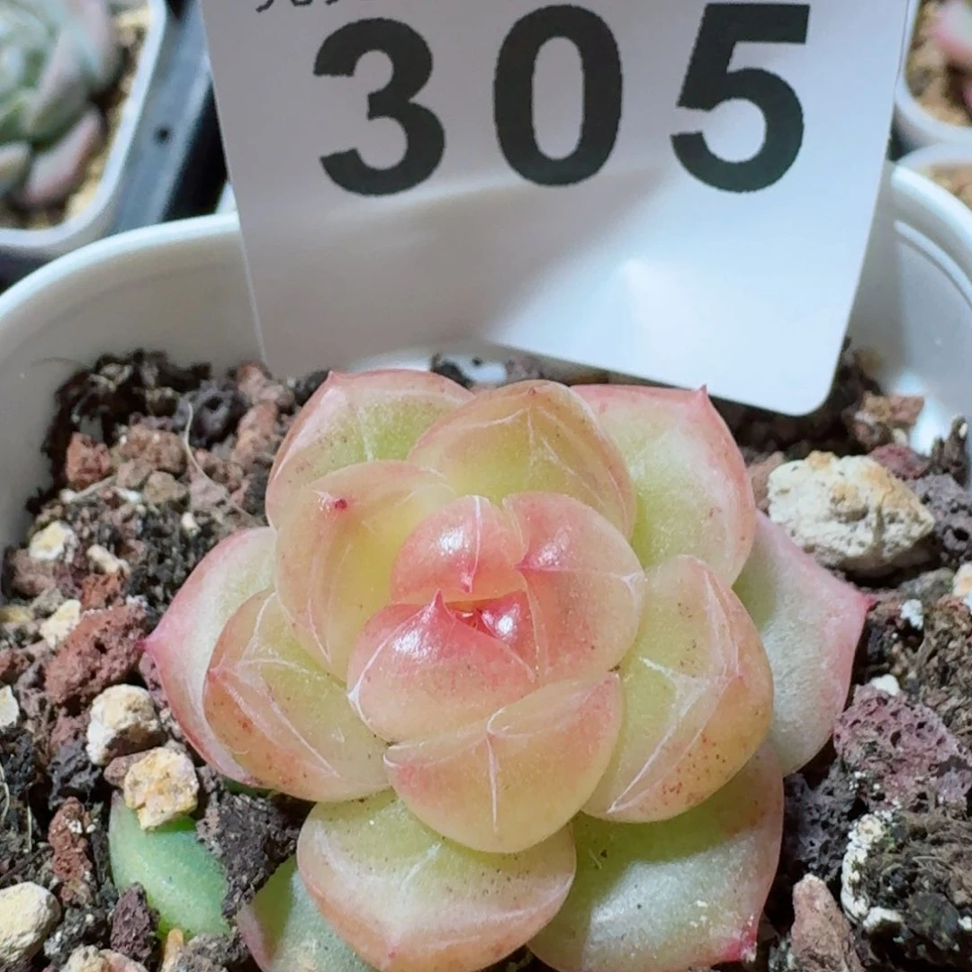 透体灯泡心珍妮         精品多肉