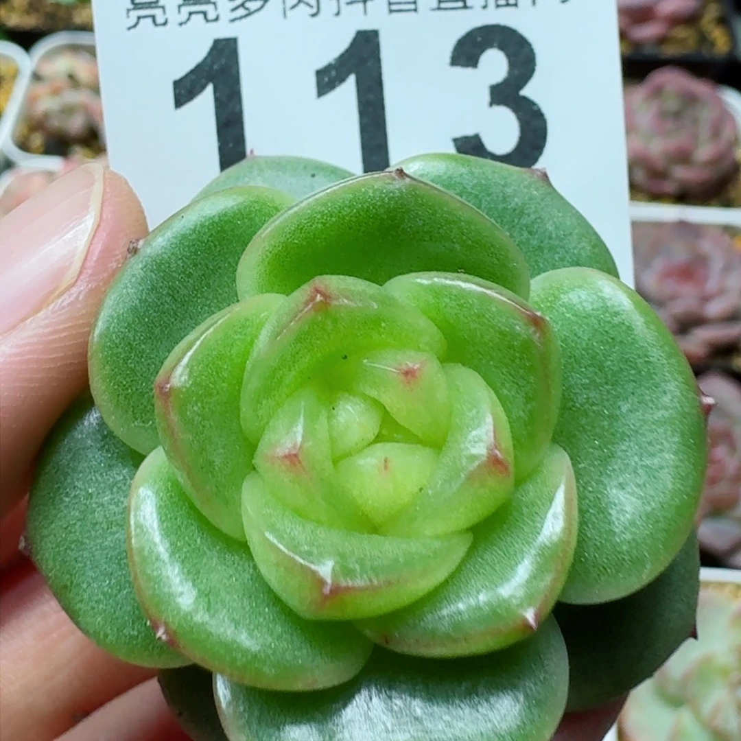 模特小绿珍妮         精品多肉