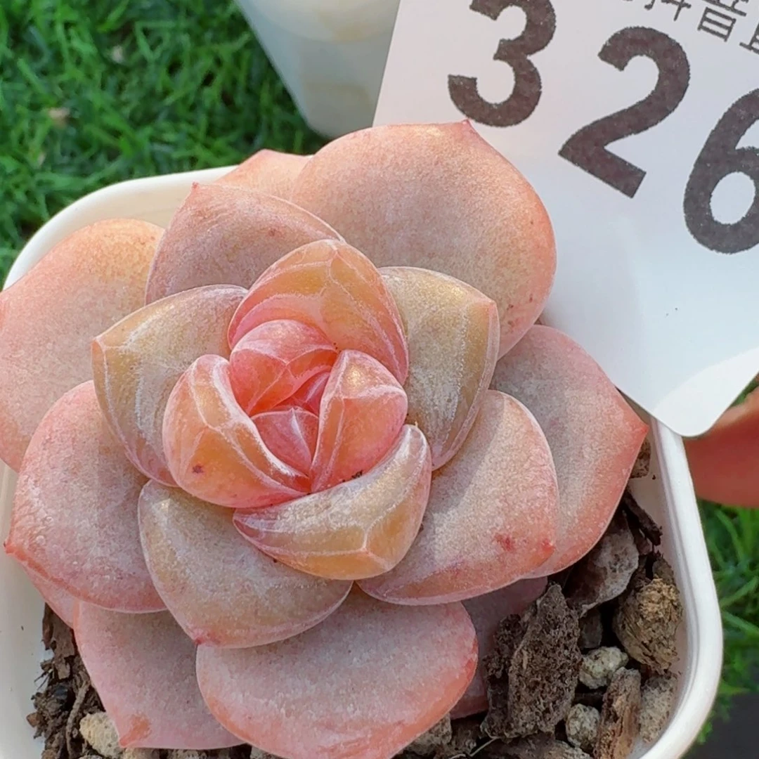 红桃         精品多肉