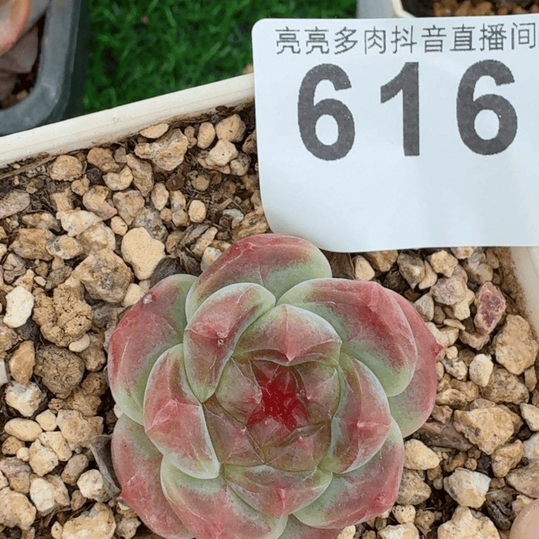 西瓜冰魄         精品多肉