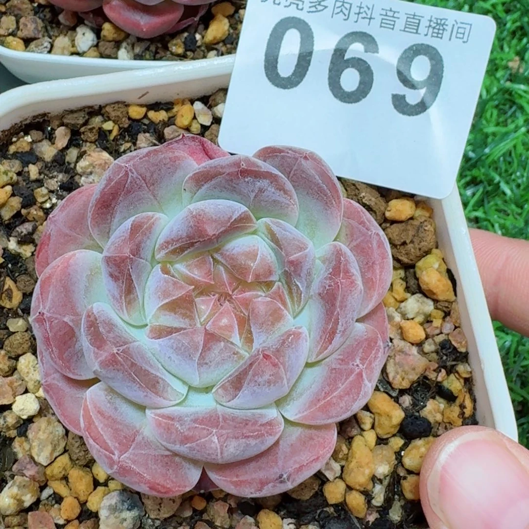 樱花冰魄       多肉植物