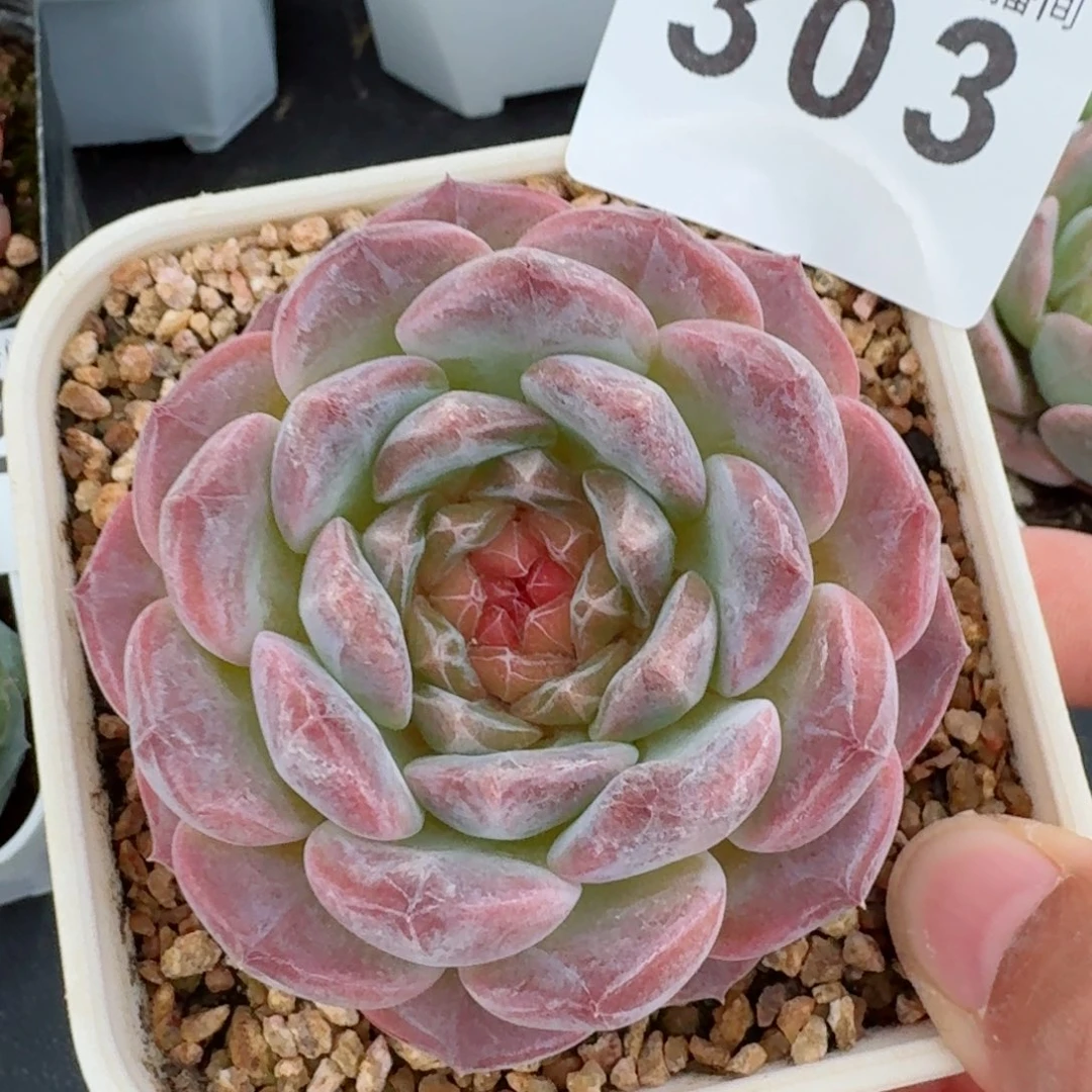 草莓虎魄         精品多肉