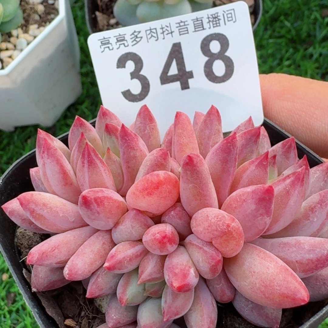 车厘子         精品多肉