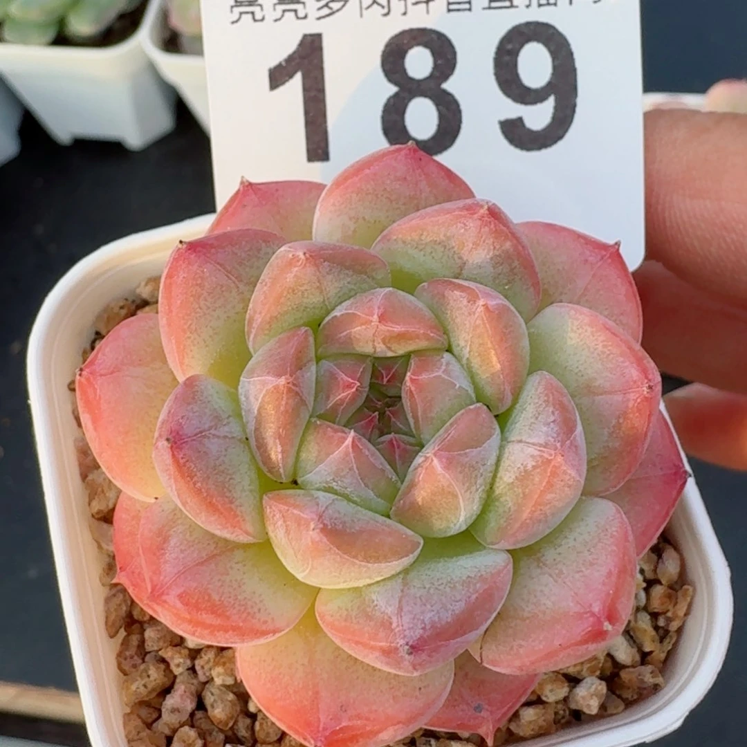 美心         精品多肉