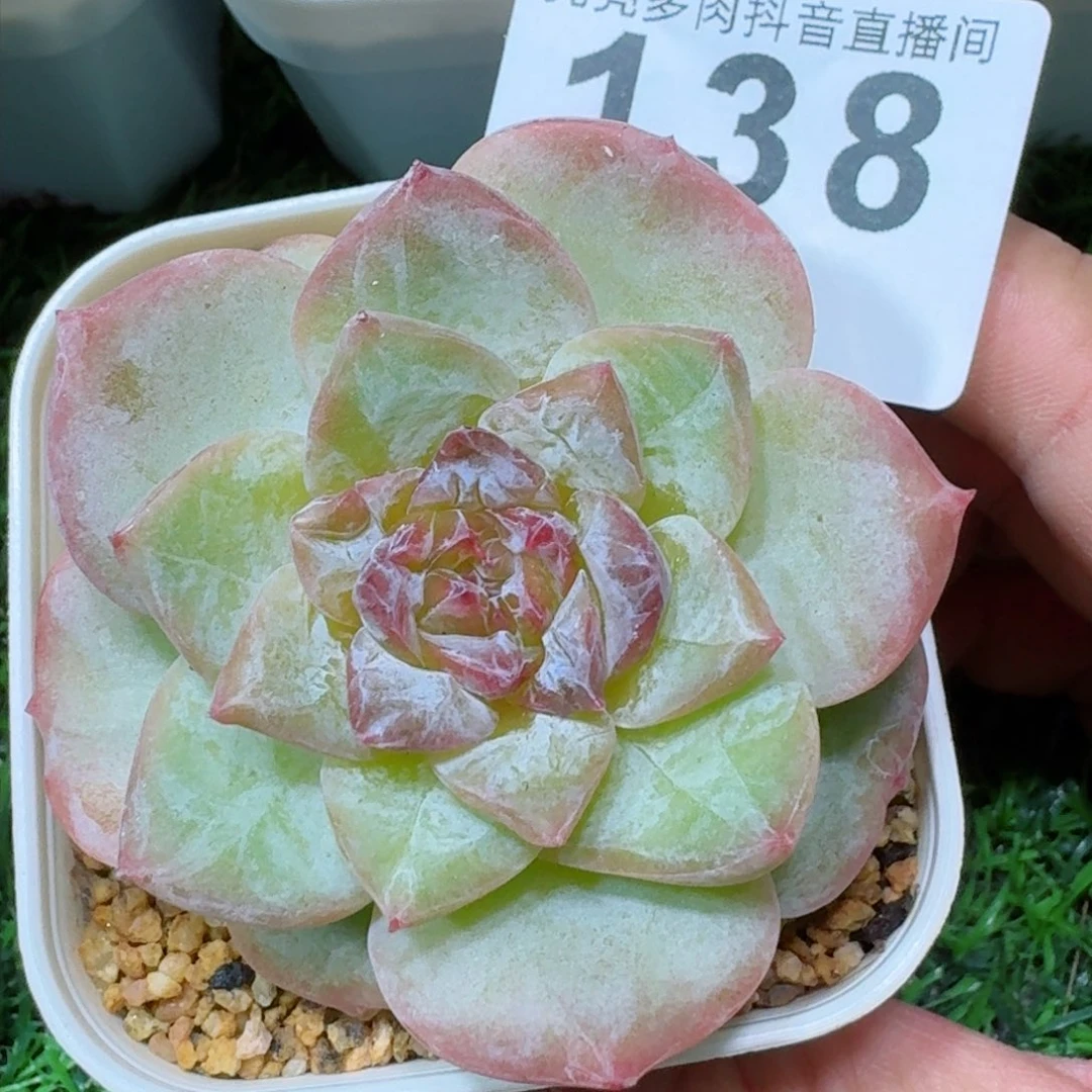 踏月石化 精品多肉
