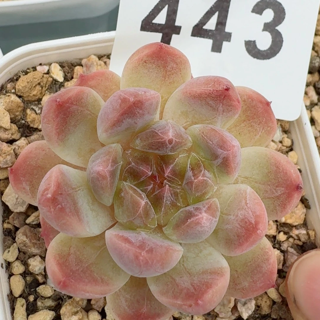 开播福利冰魄         精品多肉