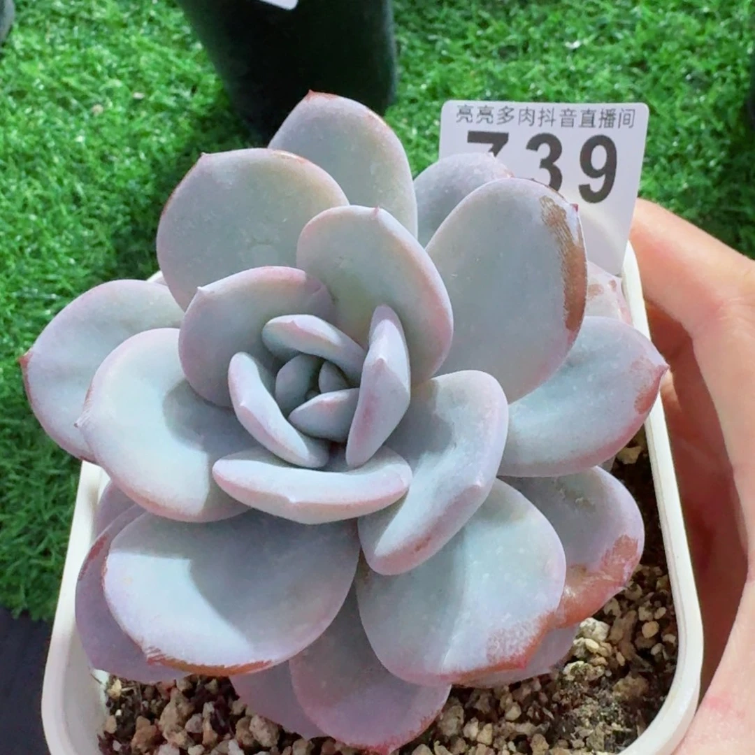 奶茶老桩         精品多肉