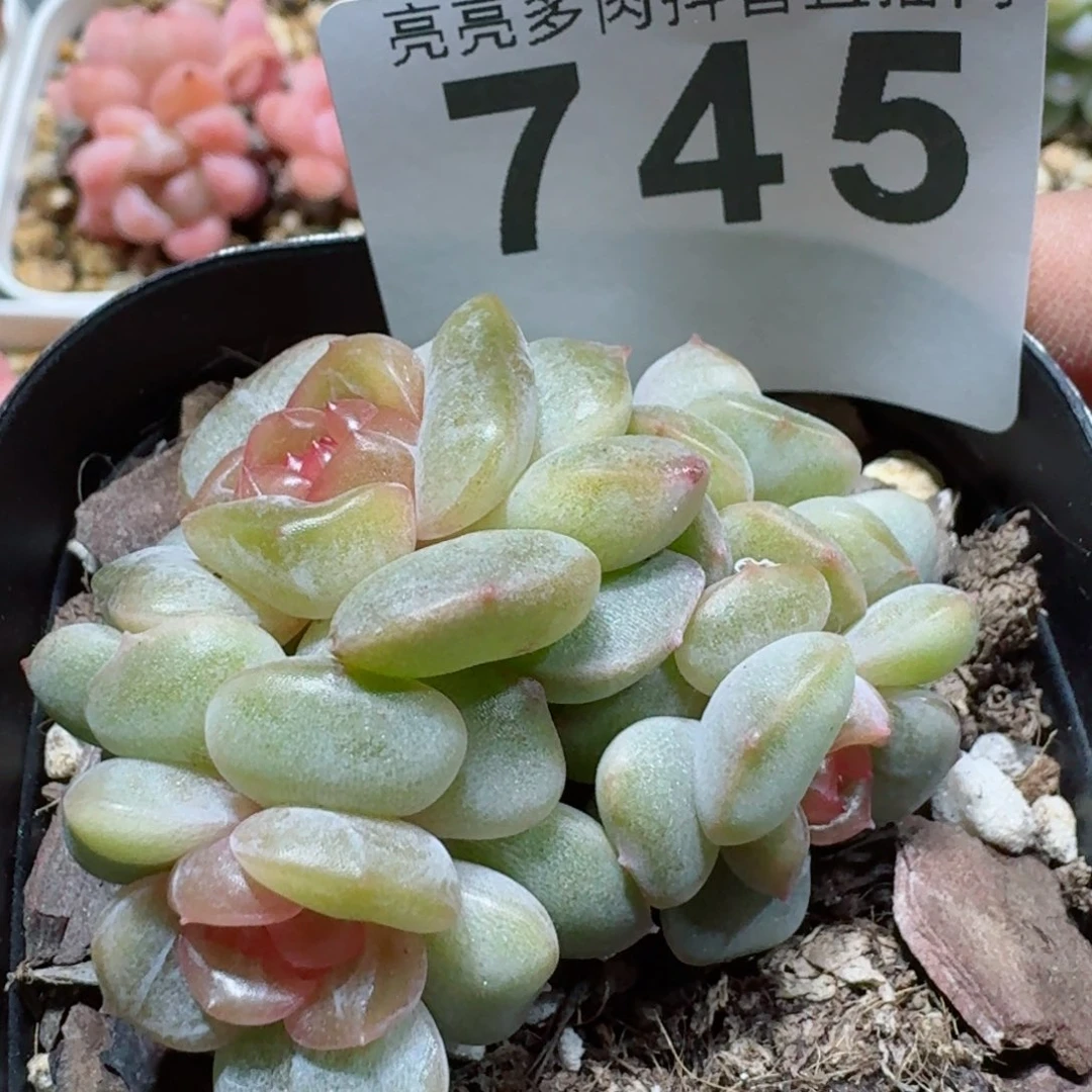 粉色恋人四头整装         精品多肉