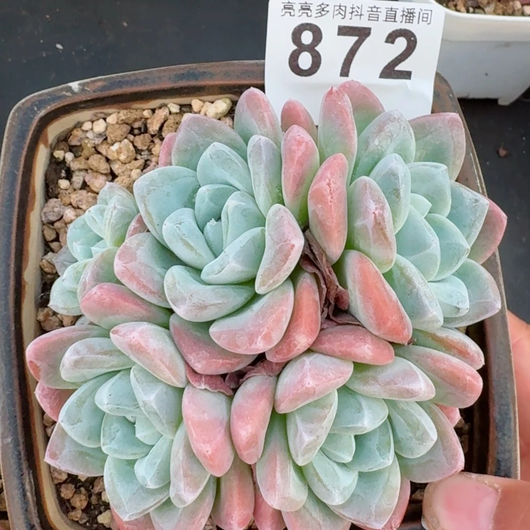 冰玉群生整装五头         精品多肉