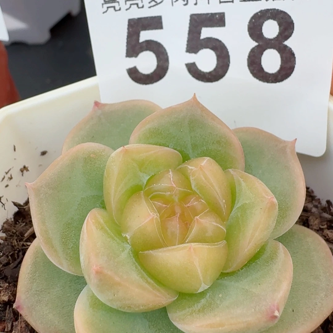 珍妮         精品多肉