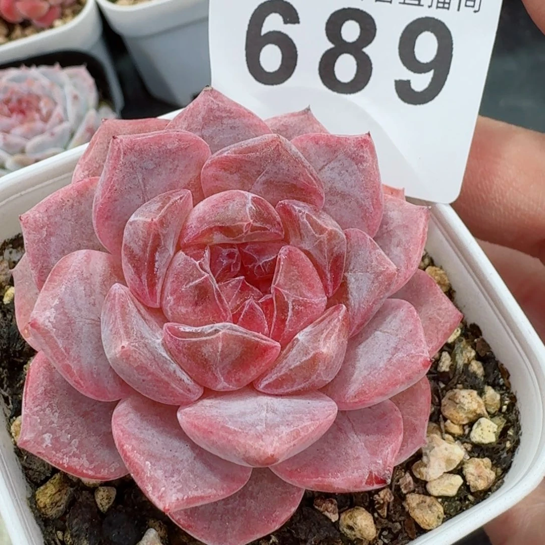 冰魄红霞冰魄       多肉植物