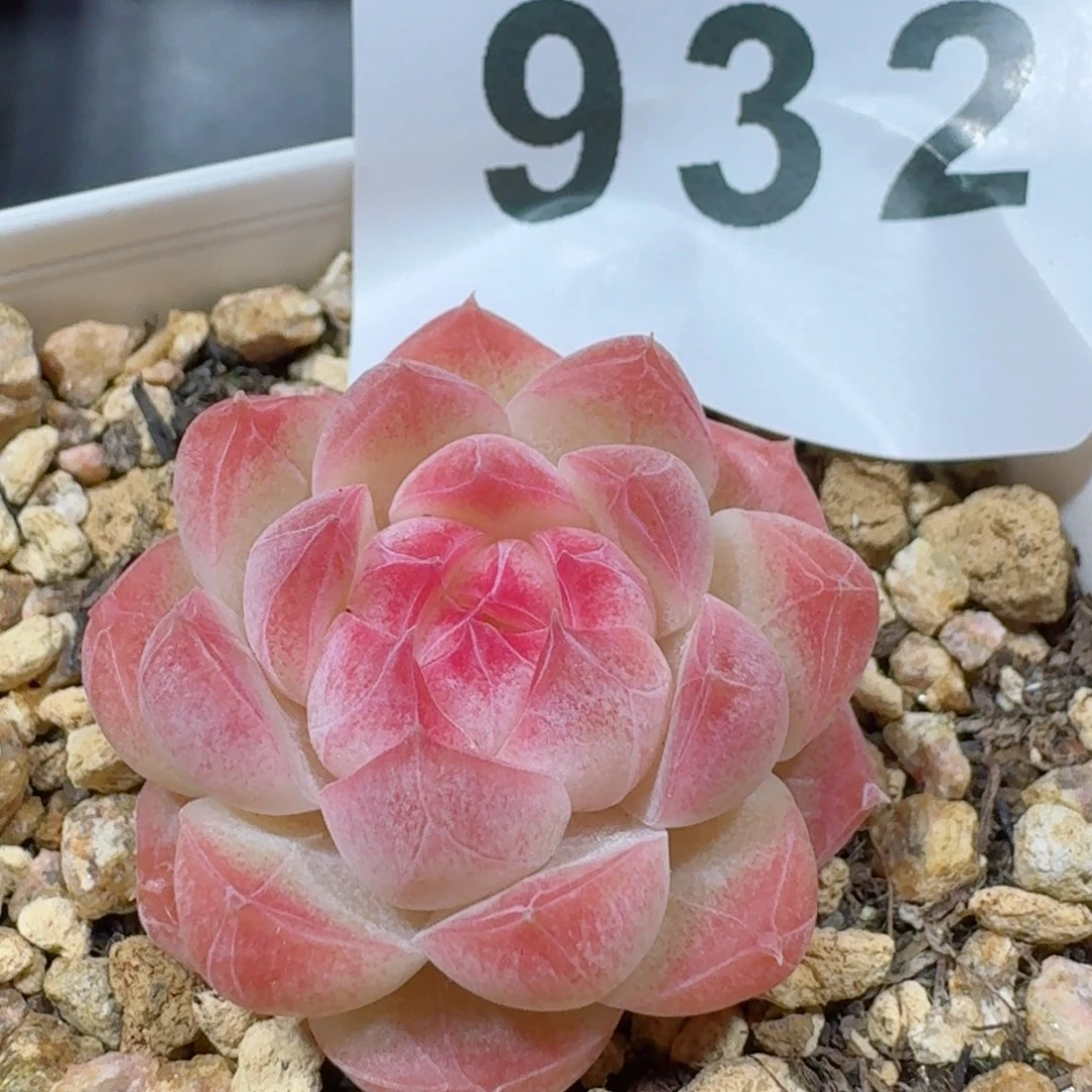 白桃汽水         精品多肉