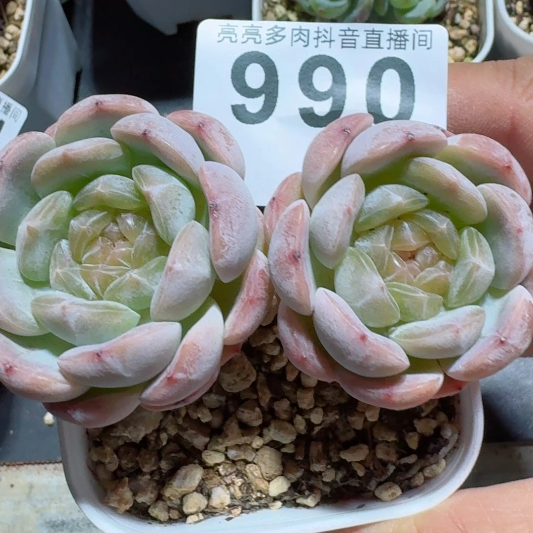 白色恋人         精品多肉
