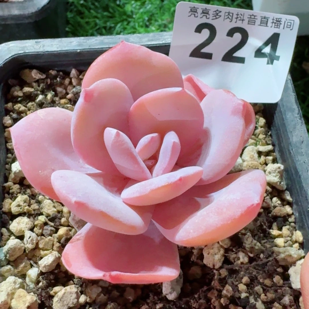 冷*颜抹茶         精品多肉