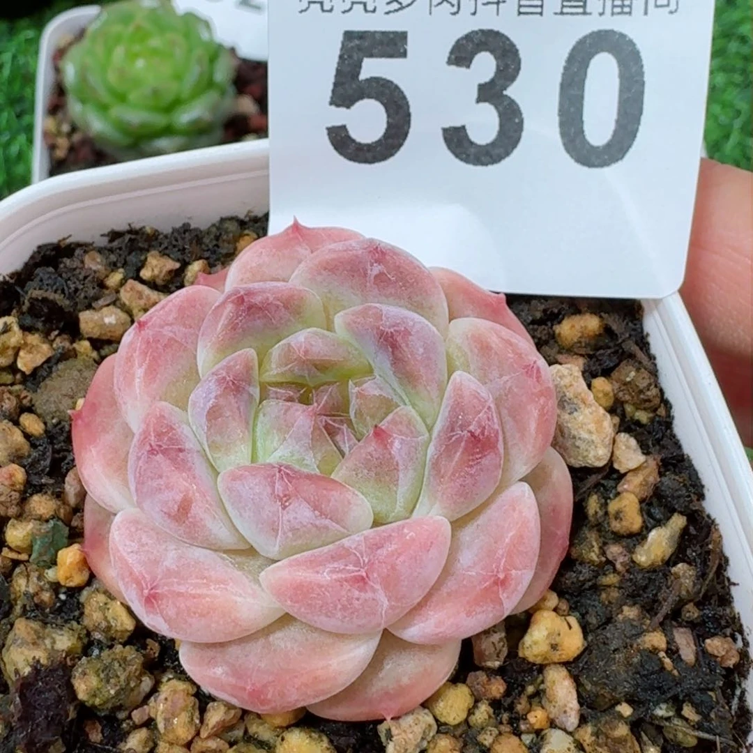 冰魄白巧开播福利       多肉植物