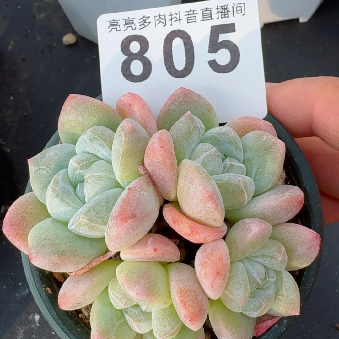 冰玉群生 精品多肉