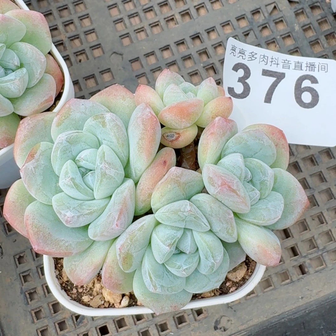 冰玉群生         精品多肉
