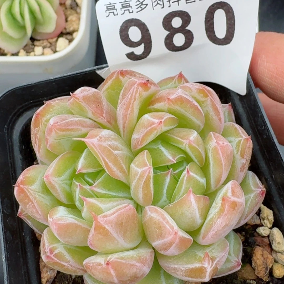 雪花珍妮双心         精品多肉