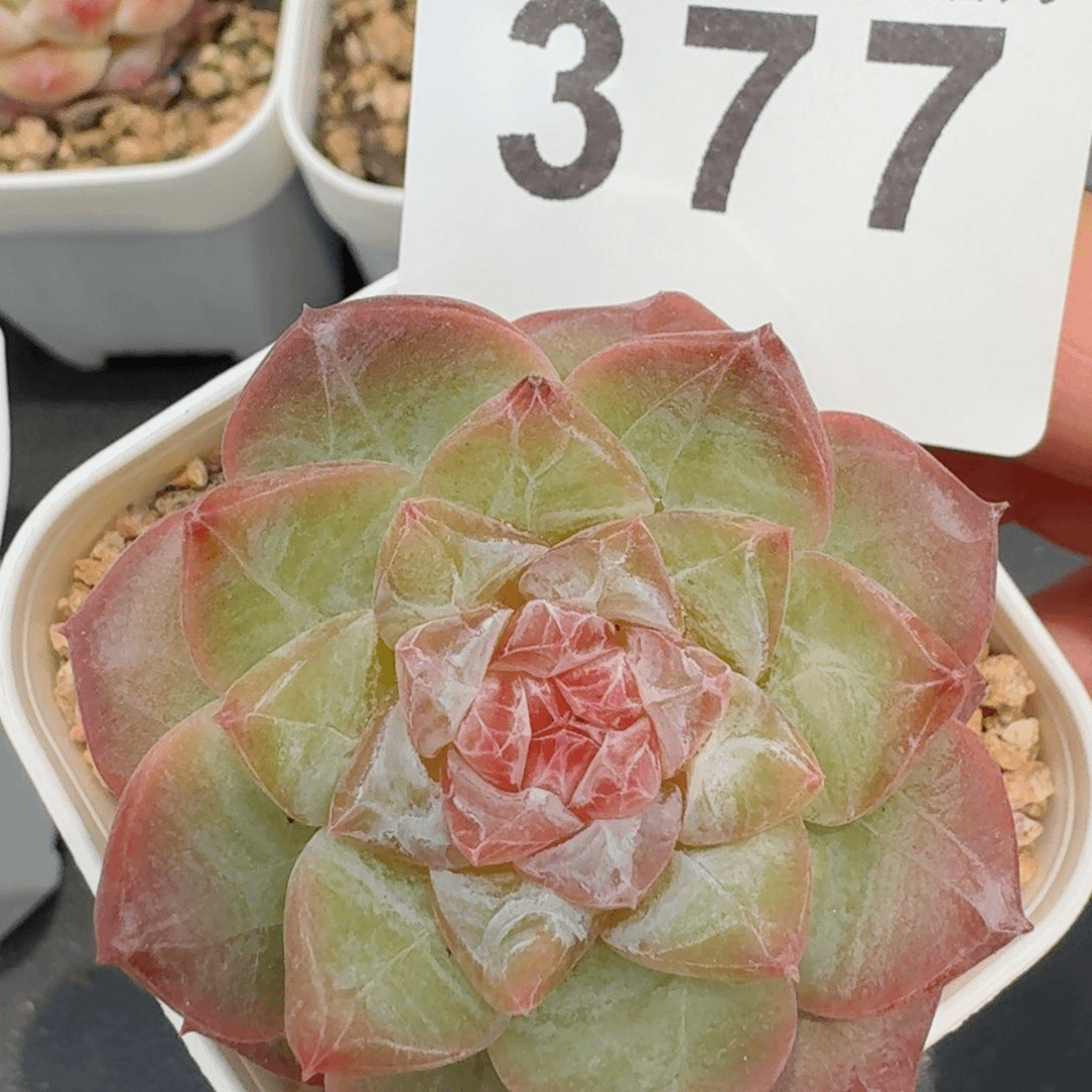 软糖         精品多肉