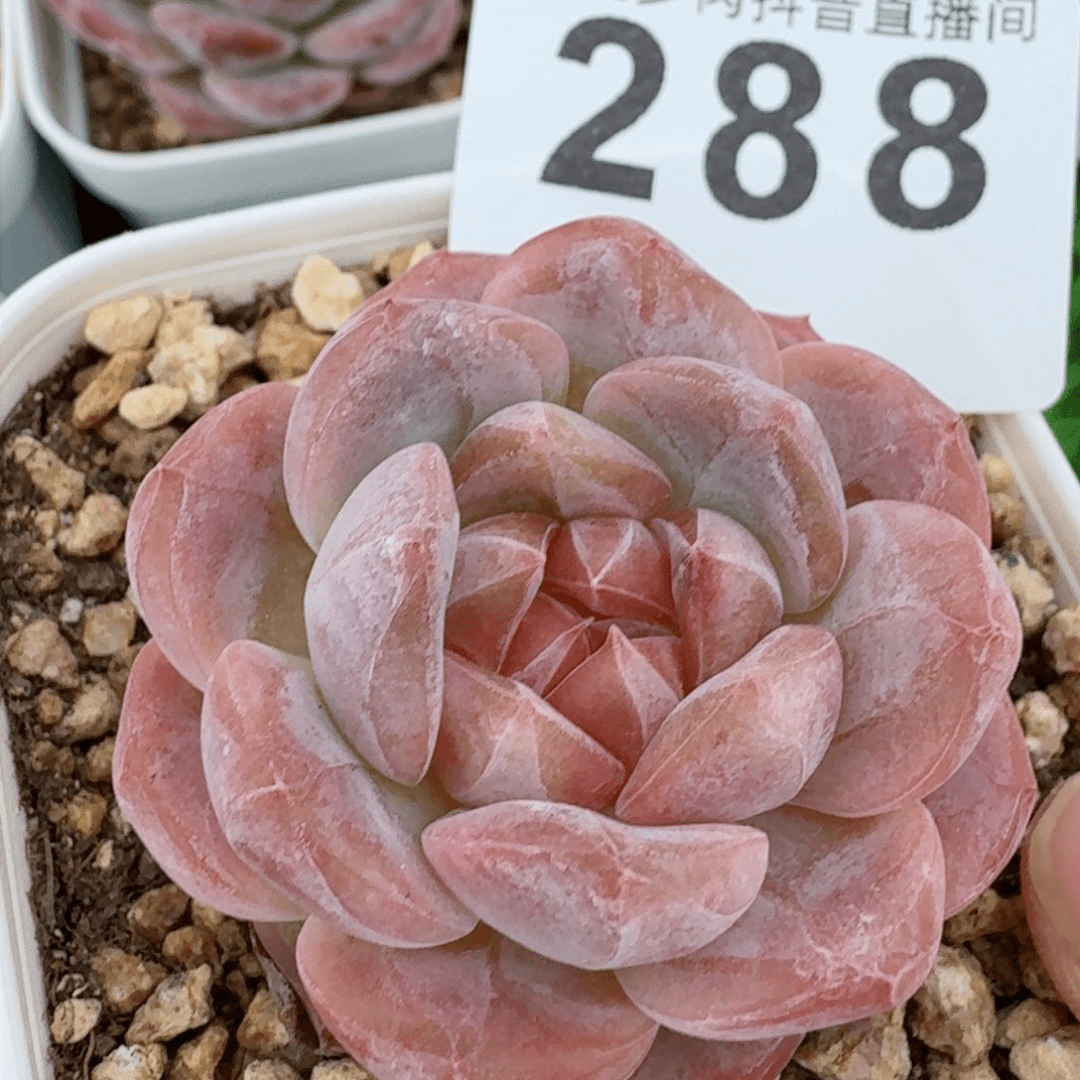 伊丽莎白         精品多肉
