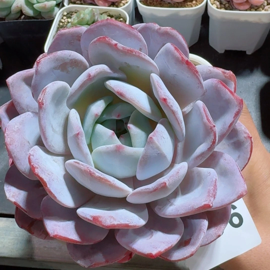 奶盖多肉植物一物一拍