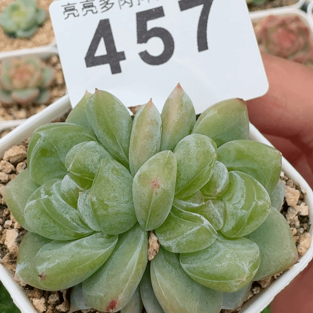 熊猫珍妮         精品多肉