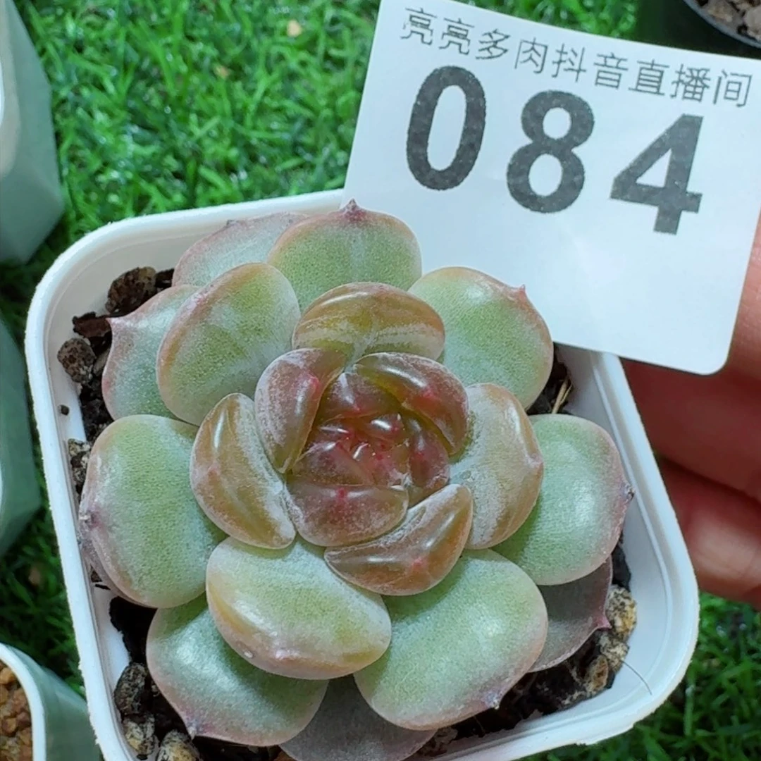 红色恋人         精品多肉
