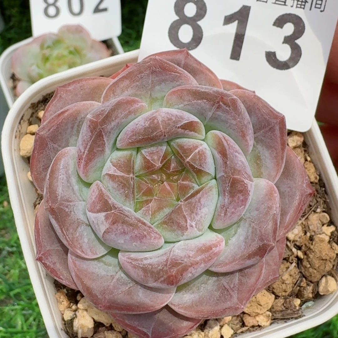 雪塔         精品多肉