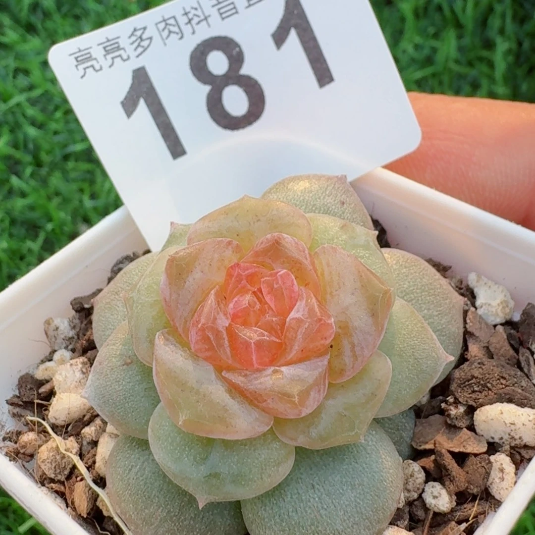 软糖         精品多肉