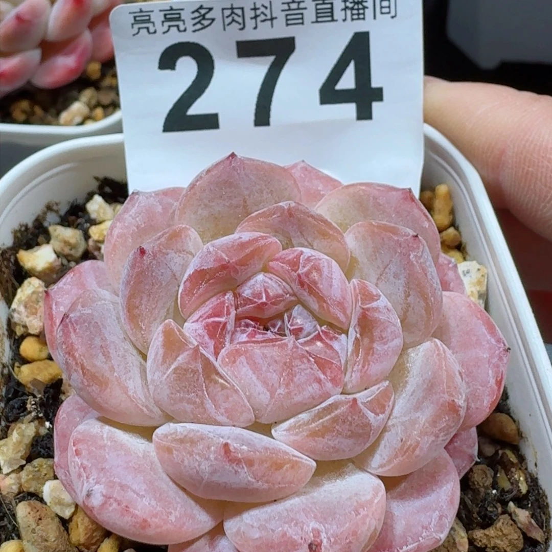 冰魄福利         精品多肉