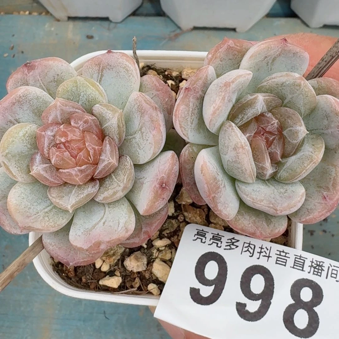 白色恋人石化         精品多肉
