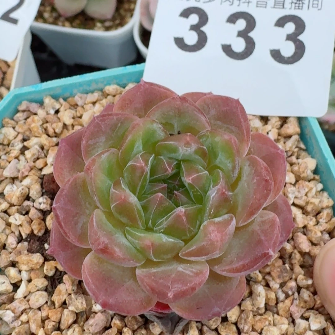 糖钻         精品多肉