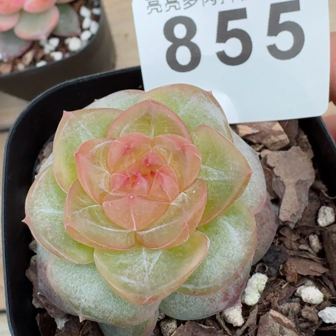 玛瑙珍妮         精品多肉