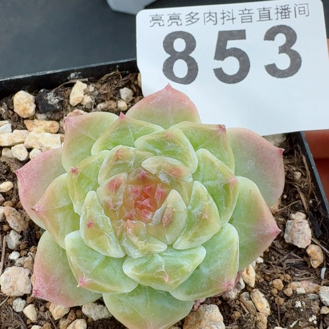 秘境冰魄         精品多肉