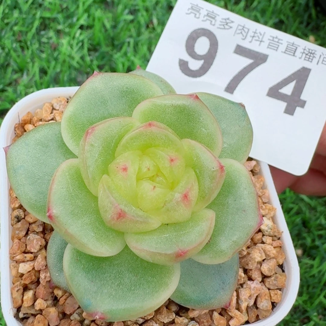 模特小绿珍妮         精品多肉