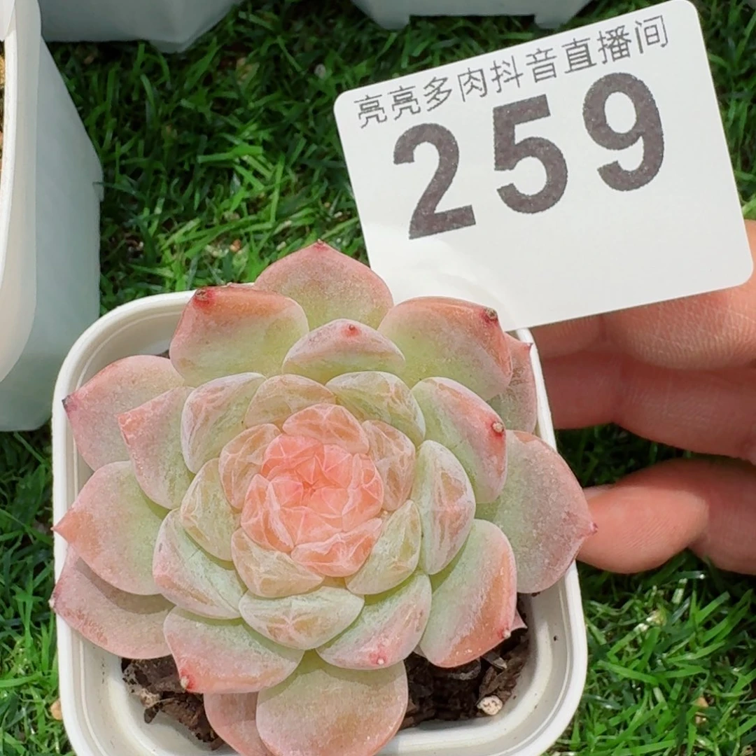 小*宝糯米         精品多肉