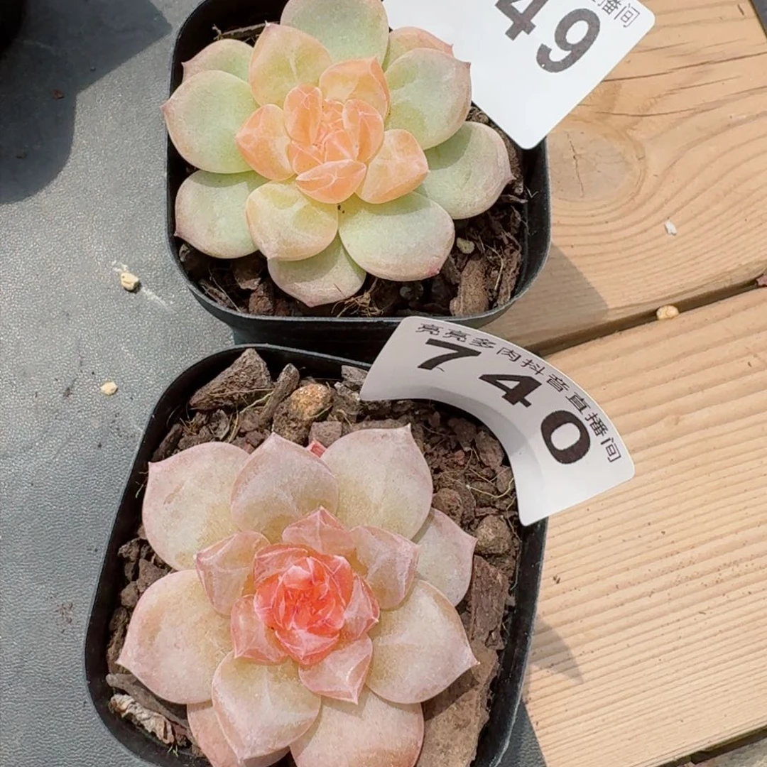 暖**晚专拍         精品多肉