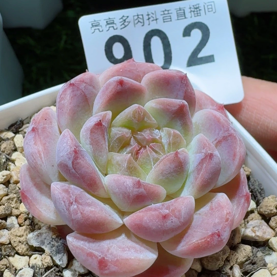 草莓冰魄         精品多肉