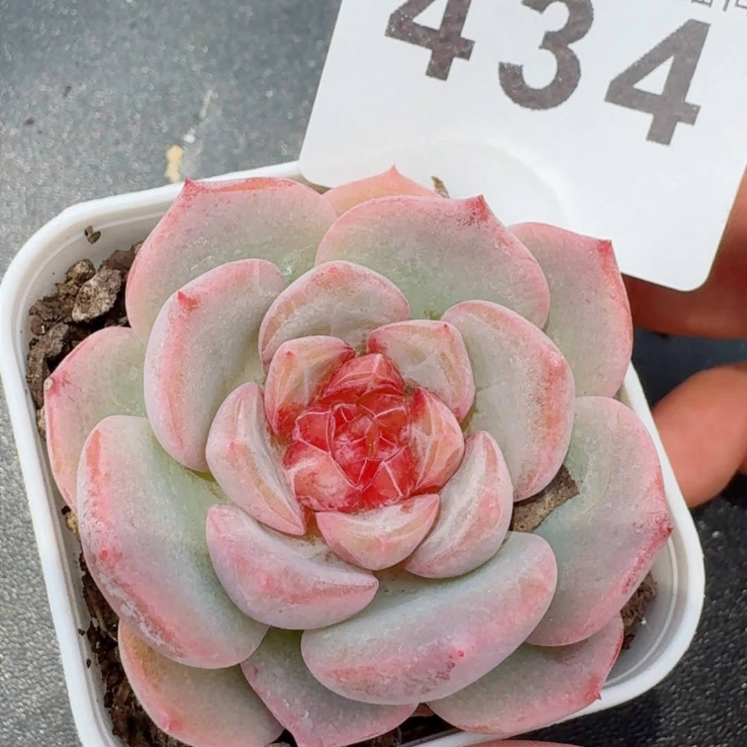 晴兮珍妮         精品多肉