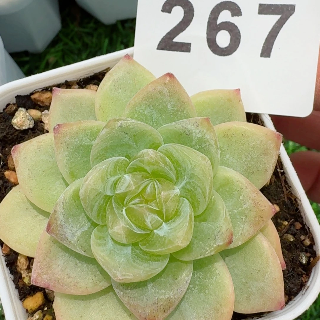 晴朗         精品多肉