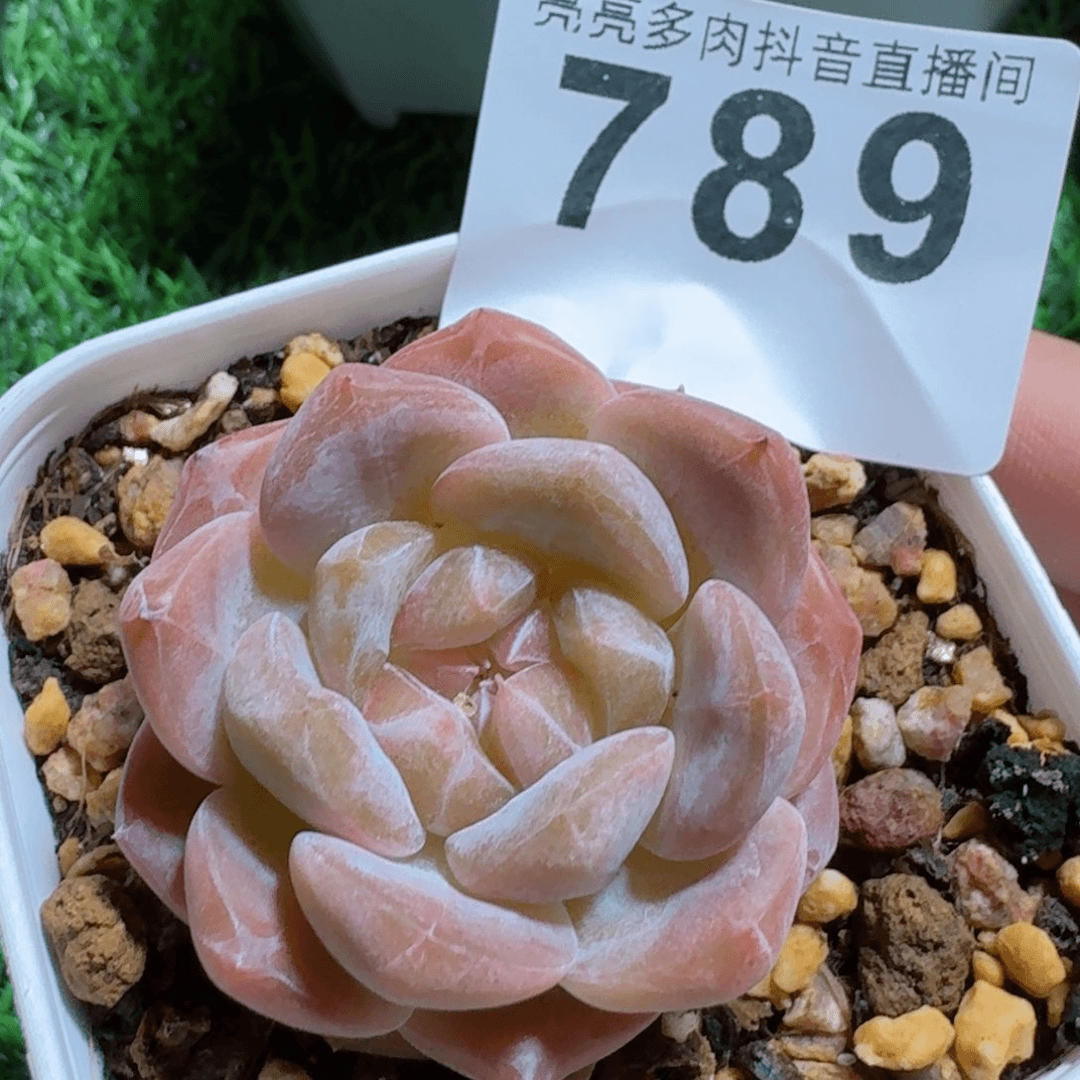 黄桃果酱         精品多肉