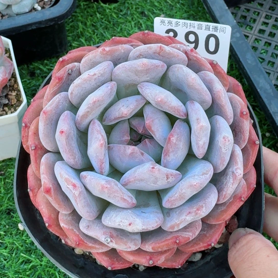 橙梦露         精品多肉