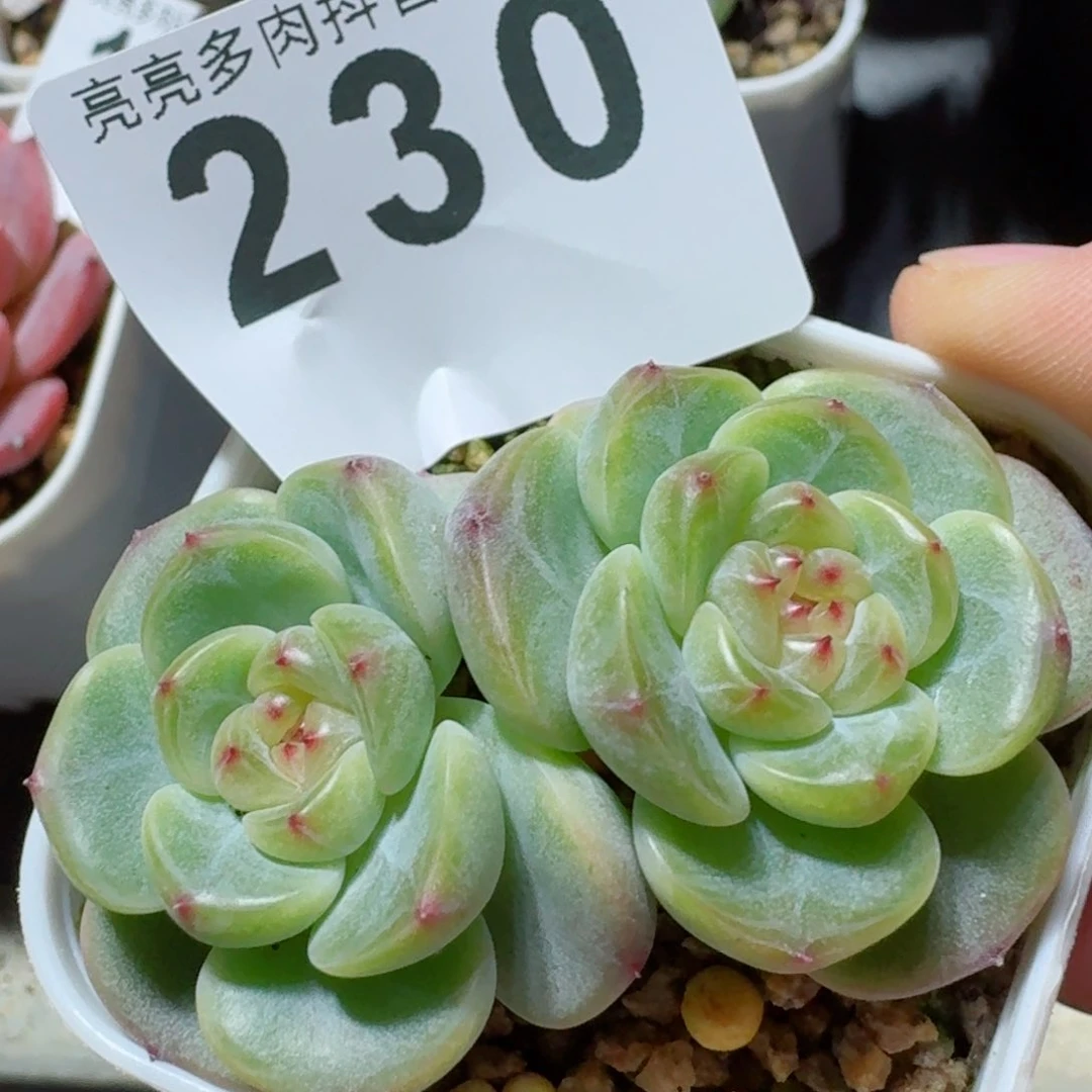 甜心双头         精品多肉