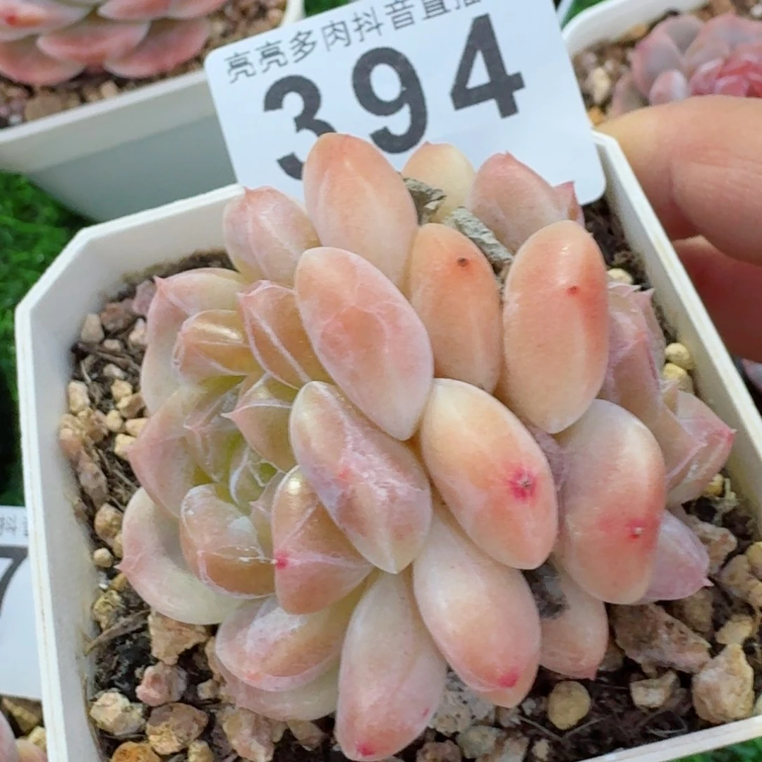 桃**?冰魄         精品多肉