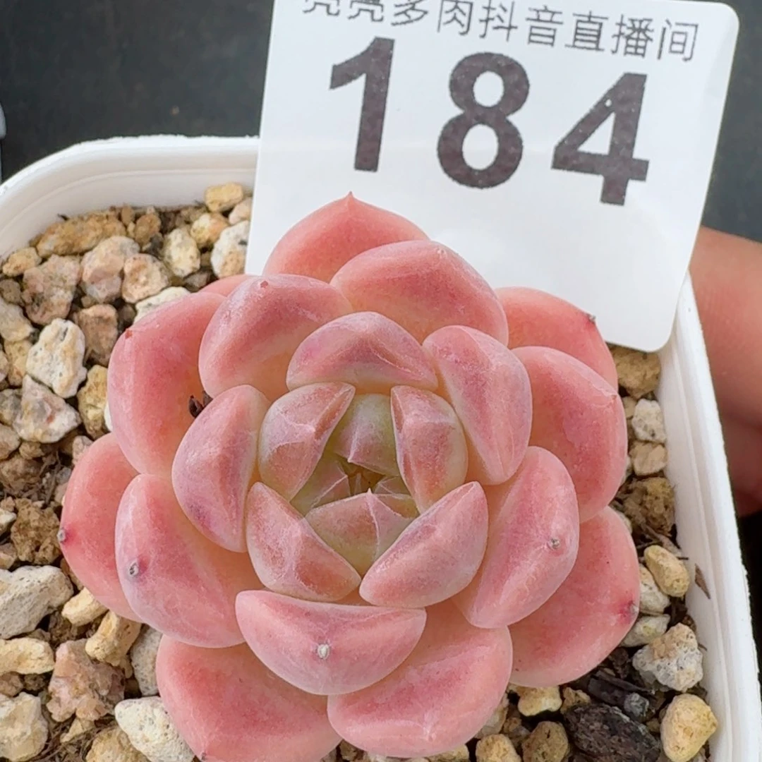 粉秘境         精品多肉