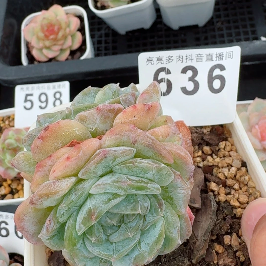 石化纯爱         精品多肉